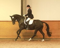 Zuchtstute Rebana 20 (Trakehner, 2007, von Insterburg TSF)