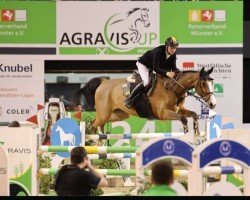 jumper Vivantas (Oldenburg show jumper, 2015, from Vivant)