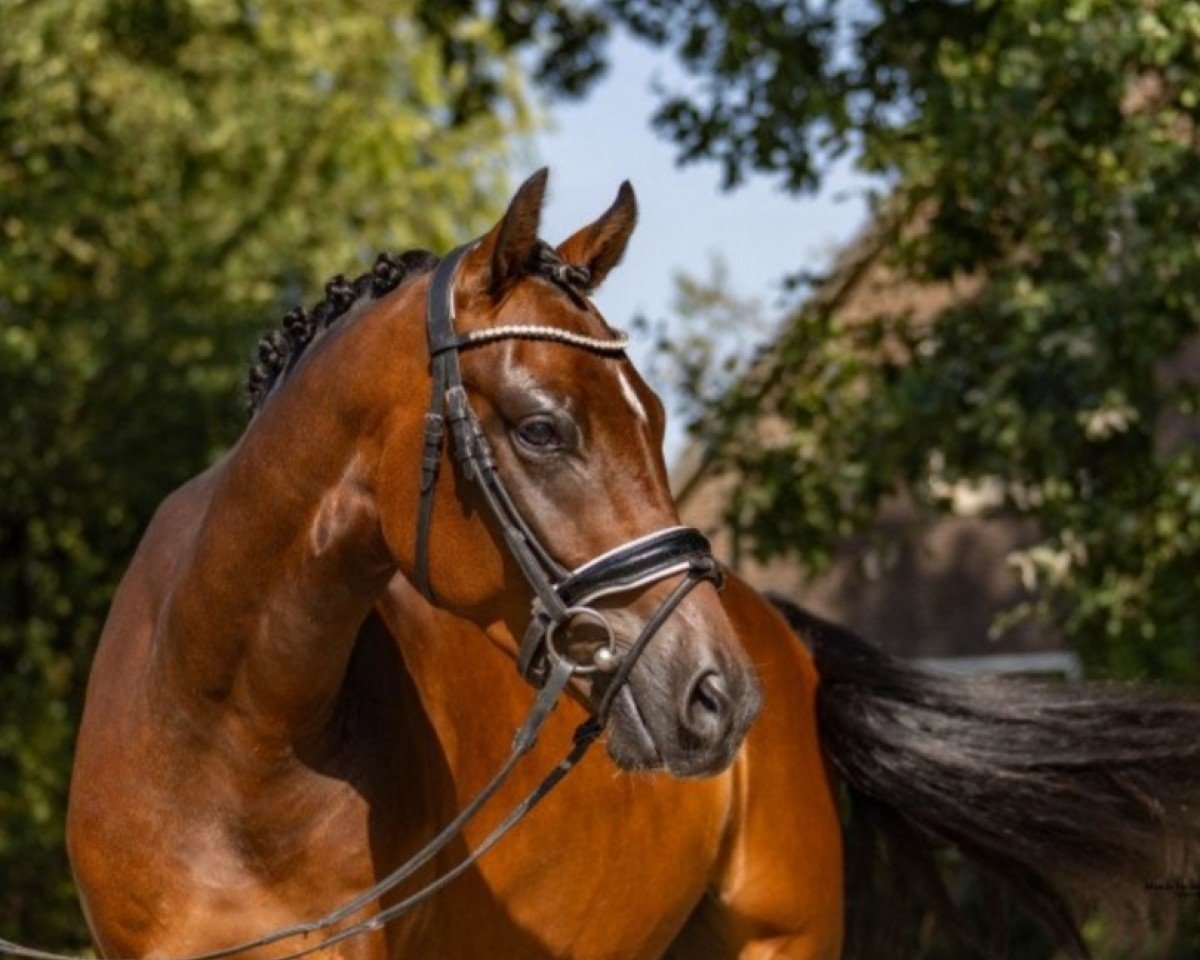 Springpferd Lavinia Tl (Oldenburger Springpferd, 2015, von Clooney)