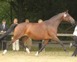 broodmare Shakira (Trakehner, 1999, from Biotop)