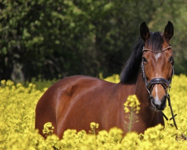 broodmare Ja zu Finja (Holsteiner, 2013, from Jaquino)