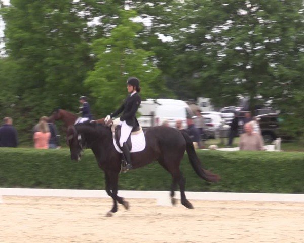 Reitturnier Westeregeln 2024