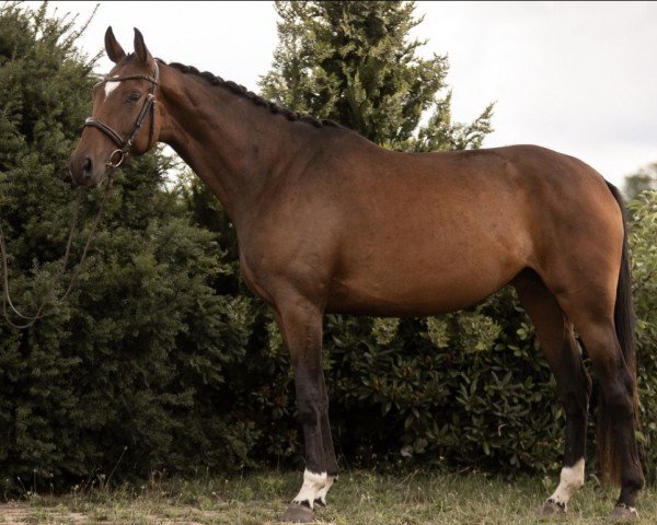 dressage horse Bella (Oldenburg, 2019, from Q-Sieben OLD)