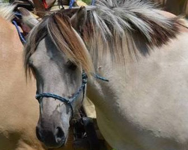 Pferd Splendita Luna (Fjordpferd, 2010, von Ilmar)