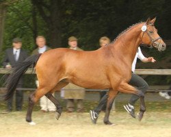 Zuchtstute Schönfeld's Skylight (Trakehner, 2002, von Napoleon Quatre)