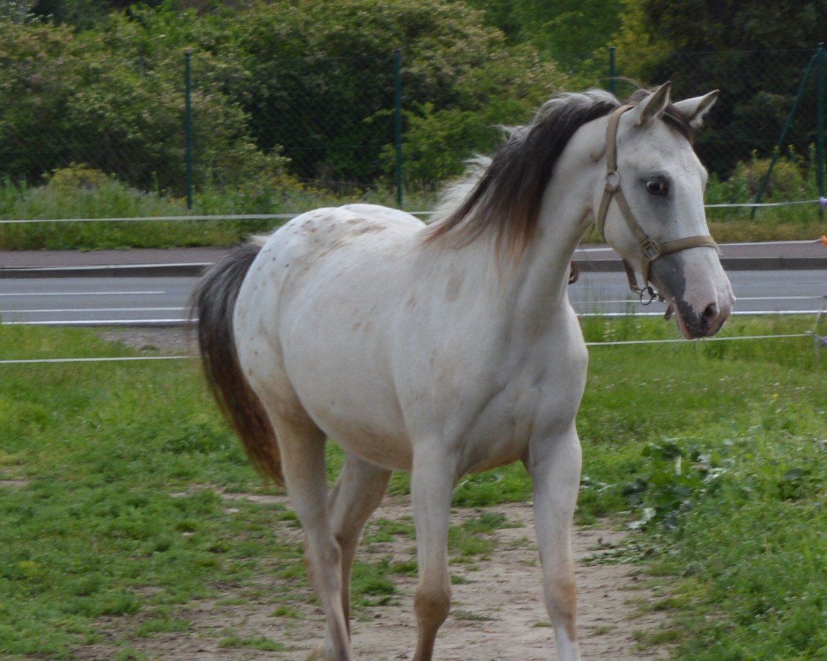 horse Atyria`s Sweet Sunrise (German Riding Pony, 2019, from Atyria's Akim)