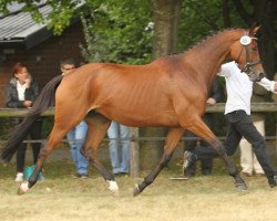 Zuchtstute Evviva (Trakehner, 2002, von Kaiser Wilhelm)