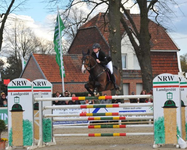 jumper Navoca (Hanoverian, 2004, from Now Or Never M)