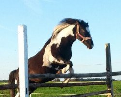 broodmare Cheyenne 355 (Pony without race description, 2000)