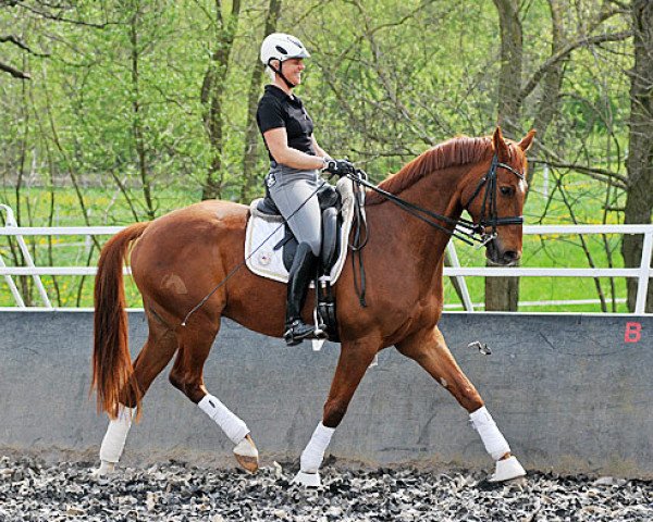 dressage horse Lucky Lumumba H (Hanoverian, 2003, from Lauries Crusador xx)