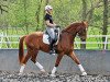 dressage horse Lucky Lumumba H (Hanoverian, 2003, from Lauries Crusador xx)