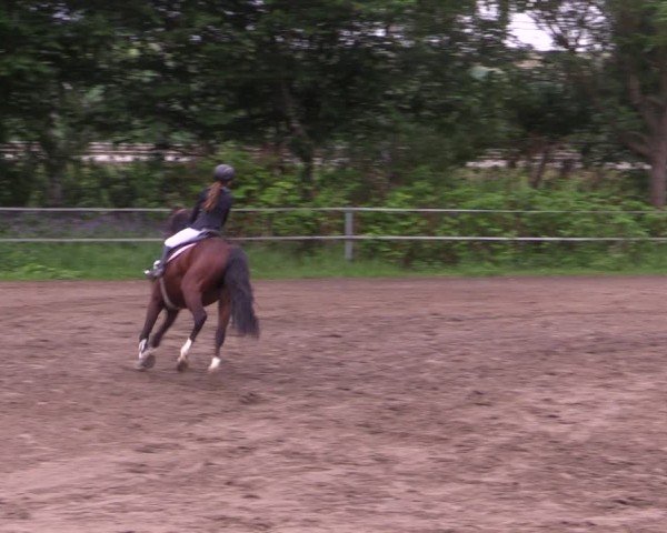 Reitturnier Lgl.-Oberhain, B95 2024