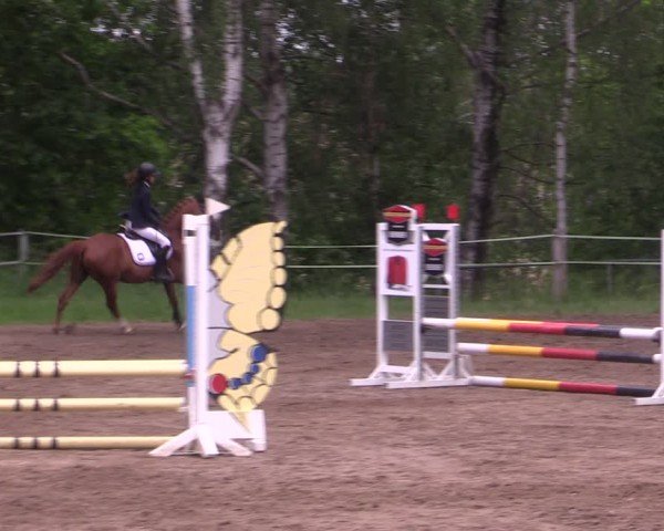Reitturnier Lgl.-Oberhain, B95 2024