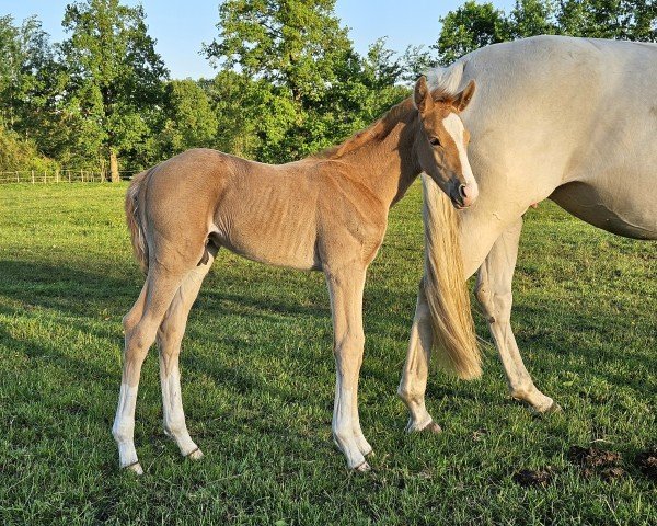 foal by Diacoeur (Mecklenburg, 2024, from Diablue PS)