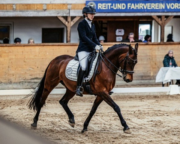 dressage horse Tasja 10 (German Riding Pony, 2012, from Trussardi D)