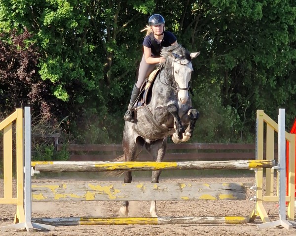 Springpferd Callisto le beau de Libertin (Hannoveraner, 2017, von Capistrano 2)