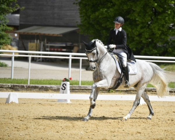 dressage horse Ananda (Hanoverian, 2010, from Christ)