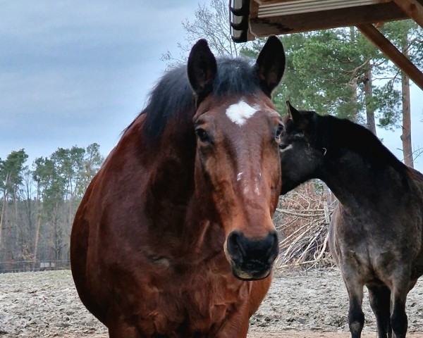 horse Examen (Württemberger, 2001, from Exodus)