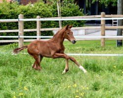 foal Franzis K (Westphalian, 2024, from Franziskus FRH)