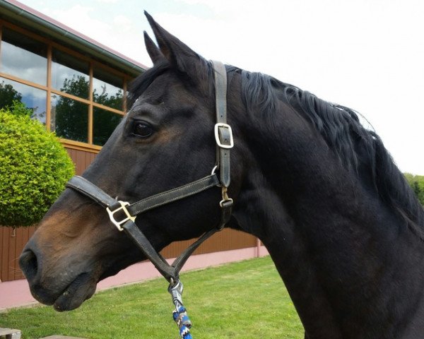 stallion Velasquez (Trakehner, 1987, from Mackensen)