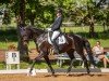 dressage horse Domina 227 (Hanoverian, 2013, from Dressage Royal)