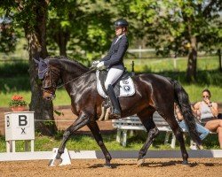 dressage horse Domina 227 (Hanoverian, 2013, from Dressage Royal)