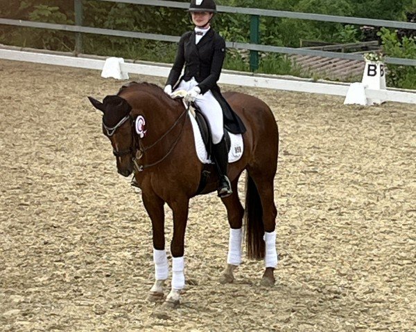 jumper Quater Moon 2 (German Sport Horse, 2010, from Quaterback)