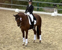 jumper Quater Moon 2 (German Sport Horse, 2010, from Quaterback)