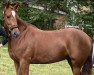 broodmare Namira JK (German Riding Pony, 2016, from Dancing Star)