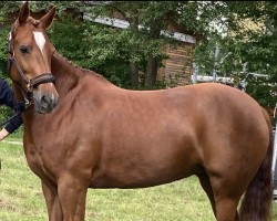 broodmare Namira JK (German Riding Pony, 2016, from Dancing Star)