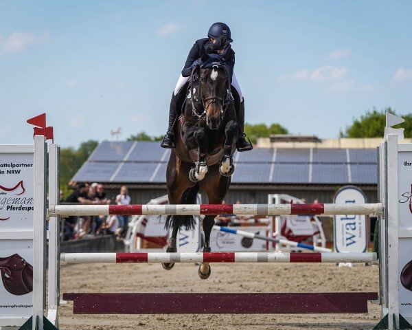 jumper Toulouse (Westphalian, 2016, from Toulon)