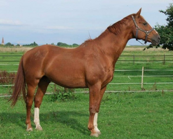 horse Einstein (Hanoverian, 1992, from Espri)