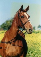 broodmare Gute Sitte (Trakehner, 1985, from Tarim)