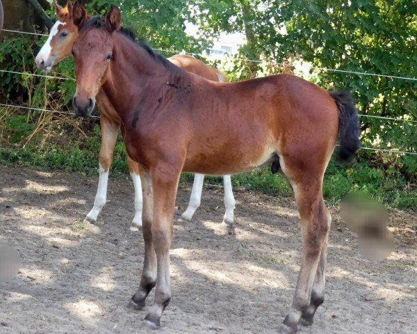 jumper Zino II (Oldenburg show jumper, 2023, from Zinedream)