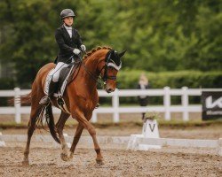 dressage horse Vilancio´s Valeria (Oldenburger, 2017, from Vilancio)