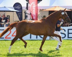 dressage horse So Bella (Hanoverian, 2020, from So Unique)