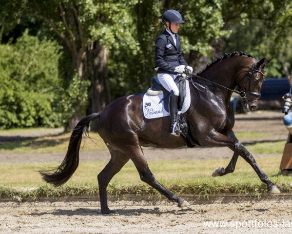 dressage horse Mille Grazie (Trakehner, 2012, from Easy Game)