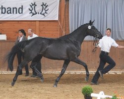 dressage horse Herzgold (Ex Highness) (Trakehner, 2013, from Schwarzgold)