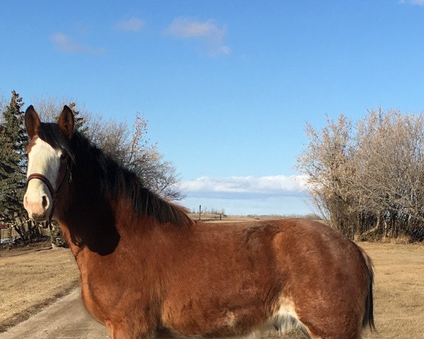 horse Hill Topper Star's Gaberial (Clydesdale, 2017, from Doura Rising Star)