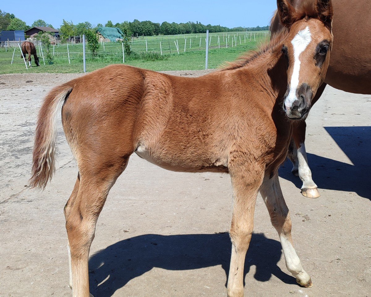dressage horse Sunrise (Hanoverian, 2024, from Selectric)