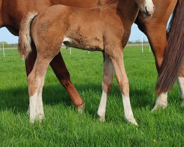 foal by Showgirl (Hanoverian, 2024, from Sky)