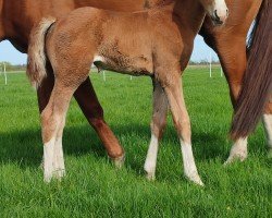 foal Showgirl (Hannoveraner, 2024, from Sky)