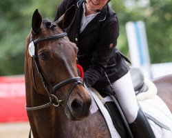 dressage horse Unlimited 22 (Trakehner, 2008, from Cadeau)