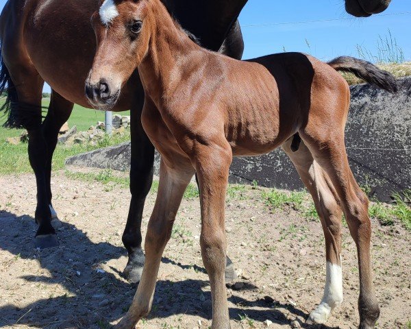 foal by Zazu (Hanoverian, 2024, from Zoom)