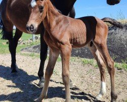 foal by Zazu (Hanoverian, 2024, from Zoom 8)