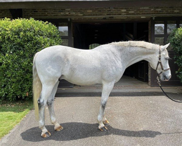 dressage horse Renoir WF (American Warmblood, 2004, from Royal Diamond)