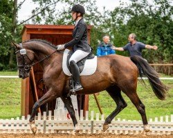 dressage horse So in Love DP (Hannoveraner, 2020, from Blue Hors St. Schufro)