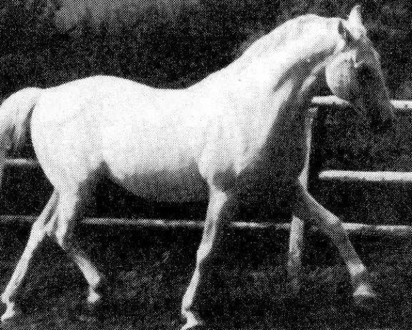 stallion 323 Siglavy Beja (Lipizzaner, 1964, from 196 Siglavy IV Bona)