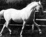 Deckhengst 323 Siglavy Beja (Lipizzaner, 1964, von 196 Siglavy IV Bona)