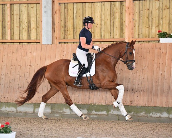 dressage horse For Happiness B (German Sport Horse, 2020, from Fuechtels Floriscount OLD)